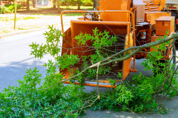  Westlake, TX Tree Services Pros