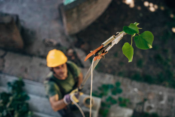 Trusted Westlake, TX Tree Services Experts