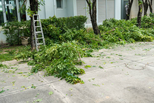 Professional Tree Services in Westlake, TX