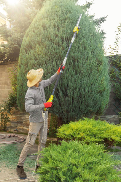 Best Tree Health Inspection  in Westlake, TX